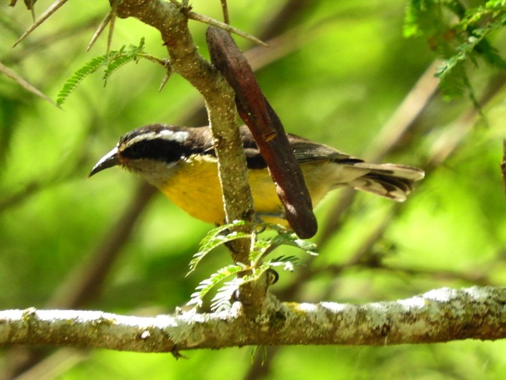 Bananaquit - ML620652098