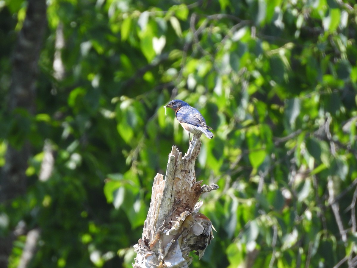 Eastern Bluebird - ML620652102