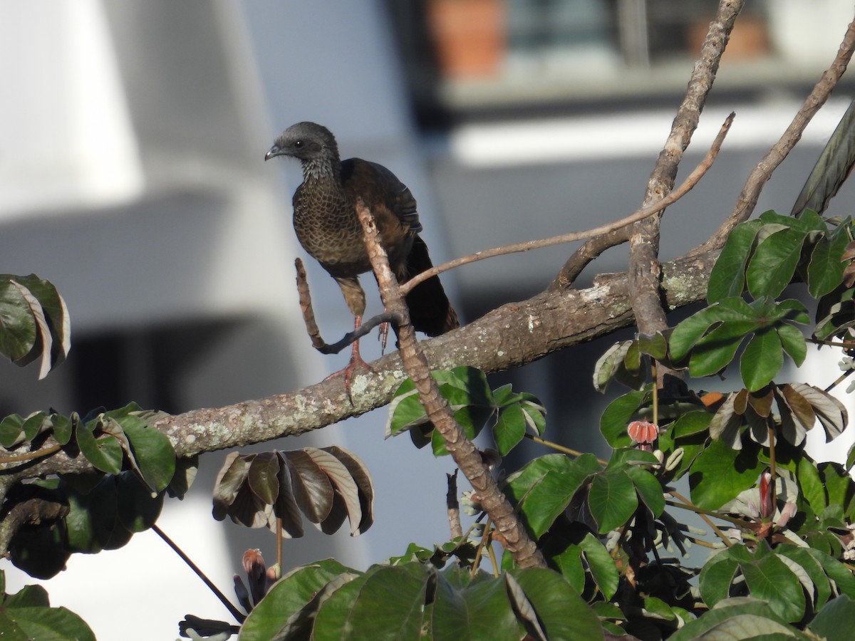 Colombian Chachalaca - ML620652103