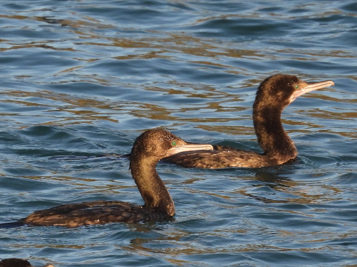 Little Black Cormorant - ML620652104