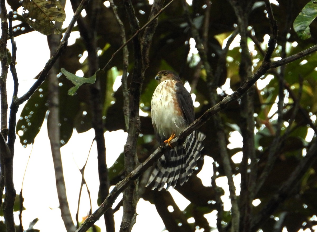 Sharp-shinned Hawk - ML620652105