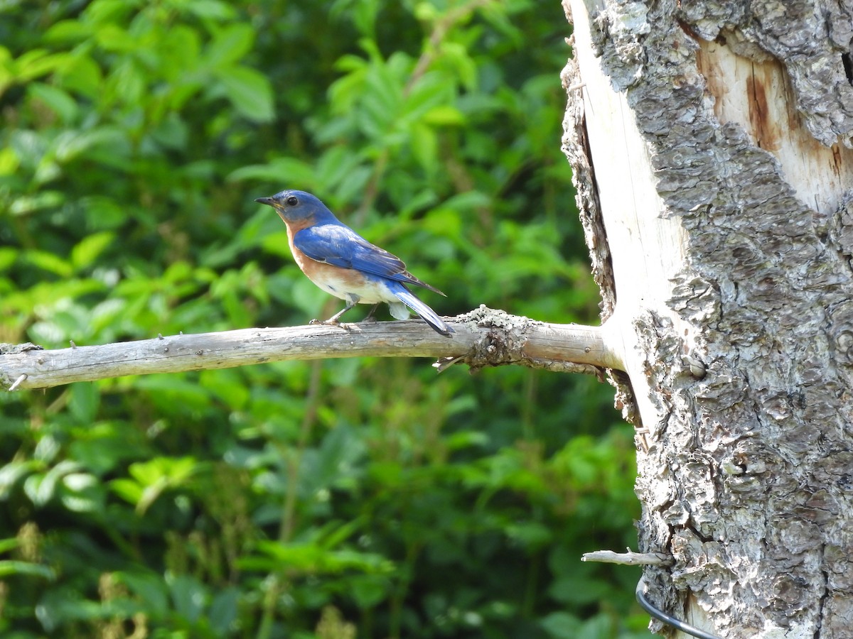 Eastern Bluebird - ML620652109