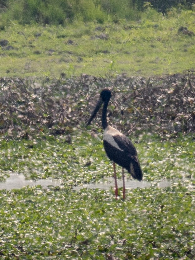 Black-necked Stork - ML620652110