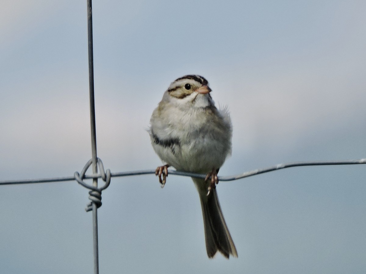 Clay-colored Sparrow - ML620652114