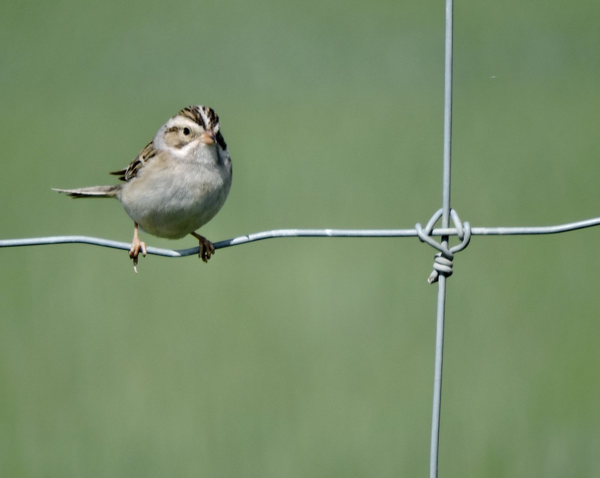 Clay-colored Sparrow - ML620652115