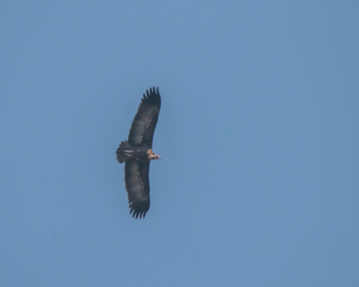 Hooded Vulture - ML620652119