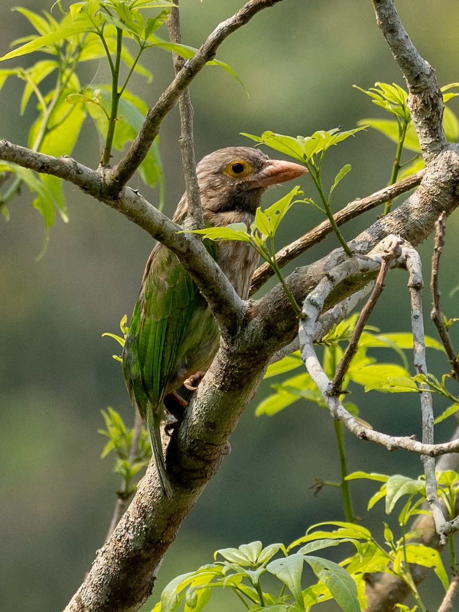 barbet čárkovaný - ML620652120