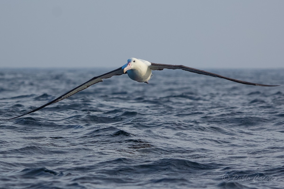 Northern/Southern Royal Albatross - Pablo Andrés Cáceres Contreras