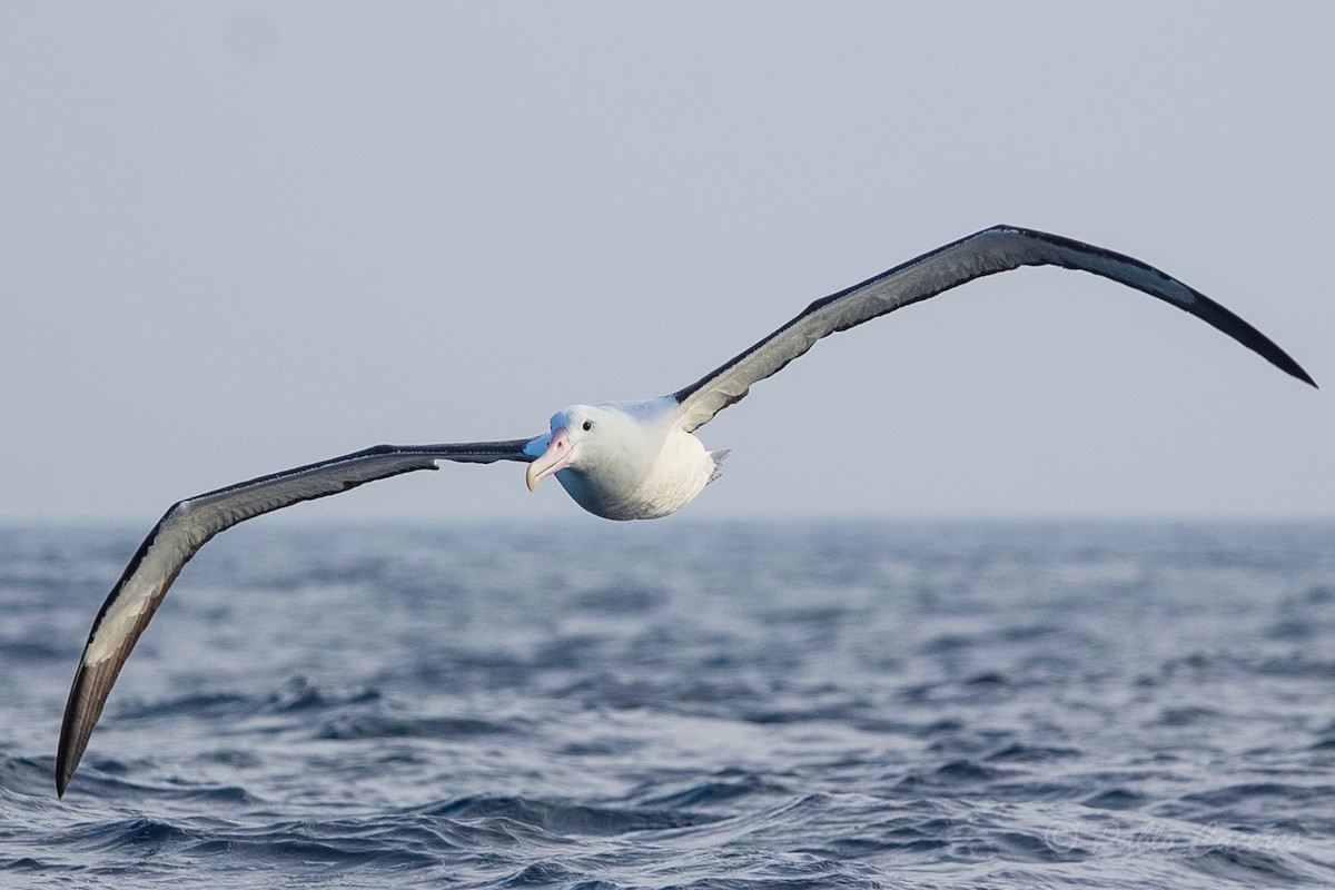 Northern/Southern Royal Albatross - ML620652124