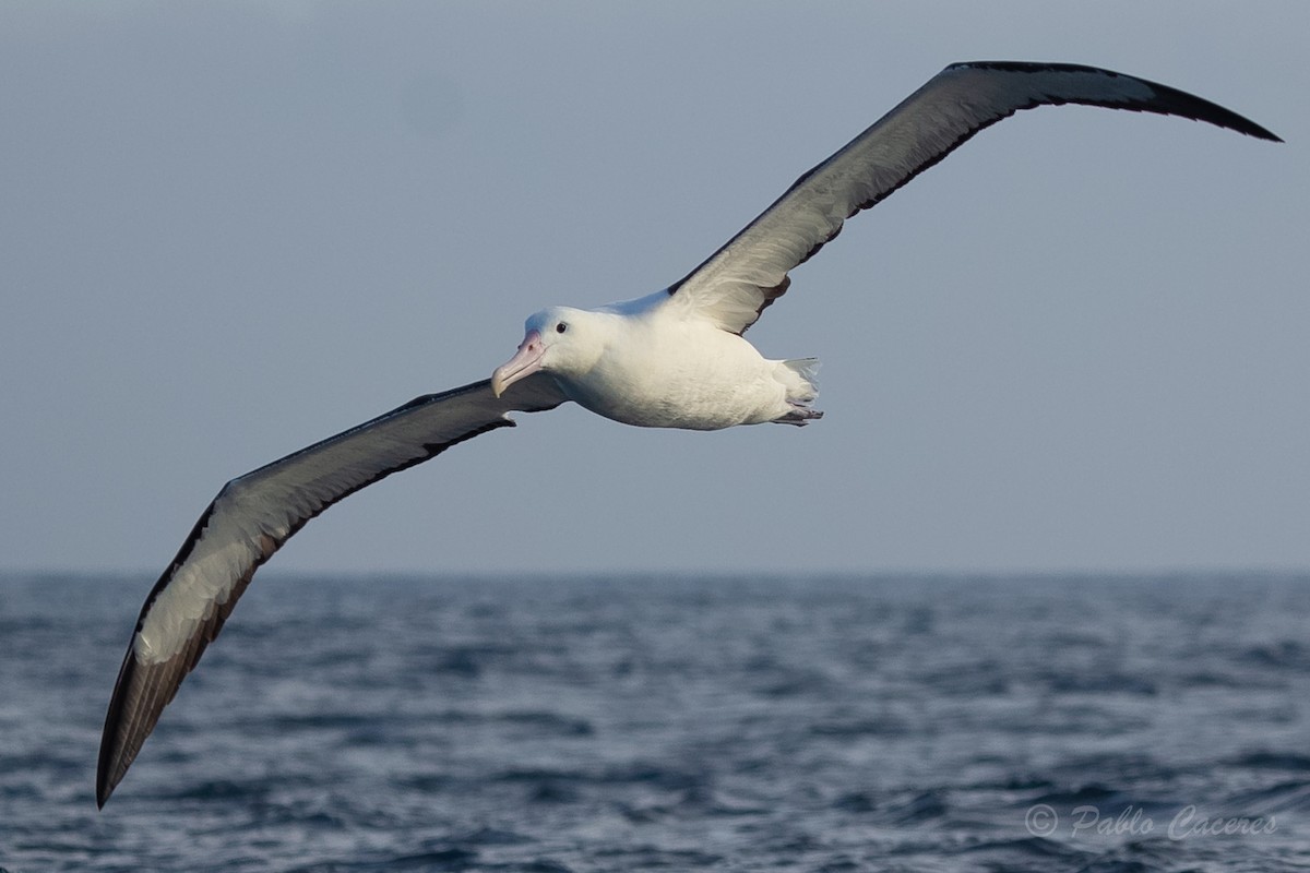 Northern/Southern Royal Albatross - ML620652125