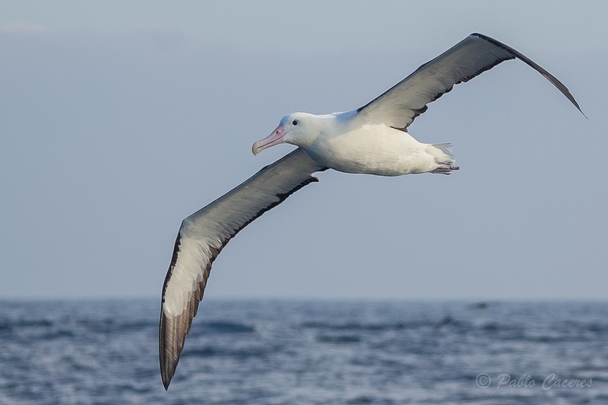 Northern/Southern Royal Albatross - ML620652127