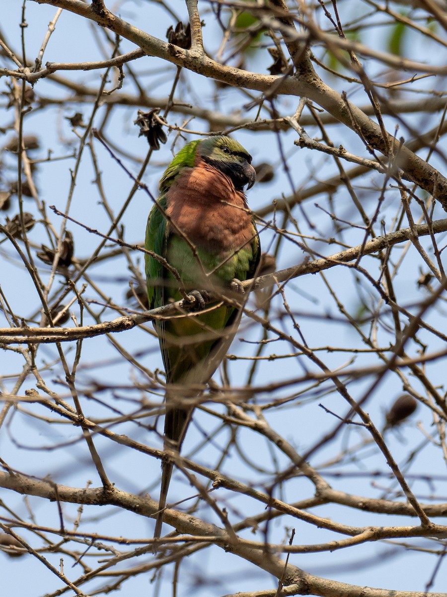 Red-breasted Parakeet - ML620652129