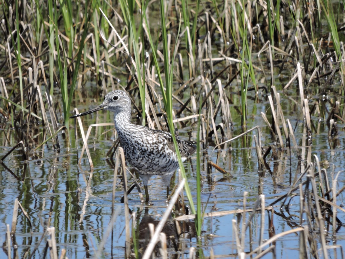 Greater Yellowlegs - ML620652130