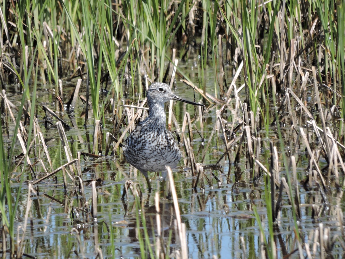 Greater Yellowlegs - ML620652131