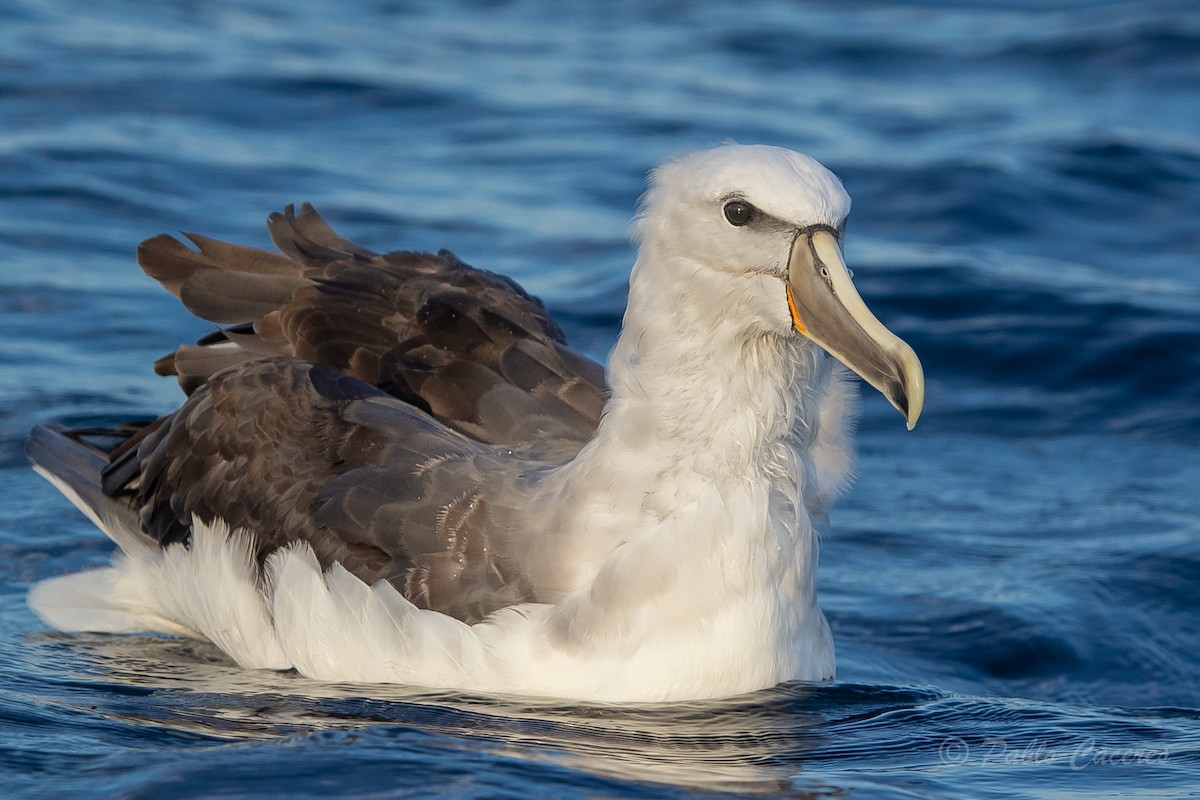 albatros snarský - ML620652132