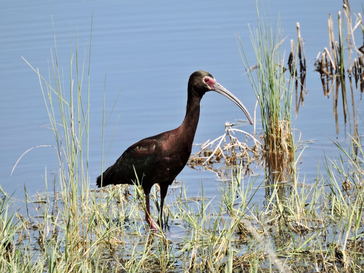 ibis americký - ML620652133