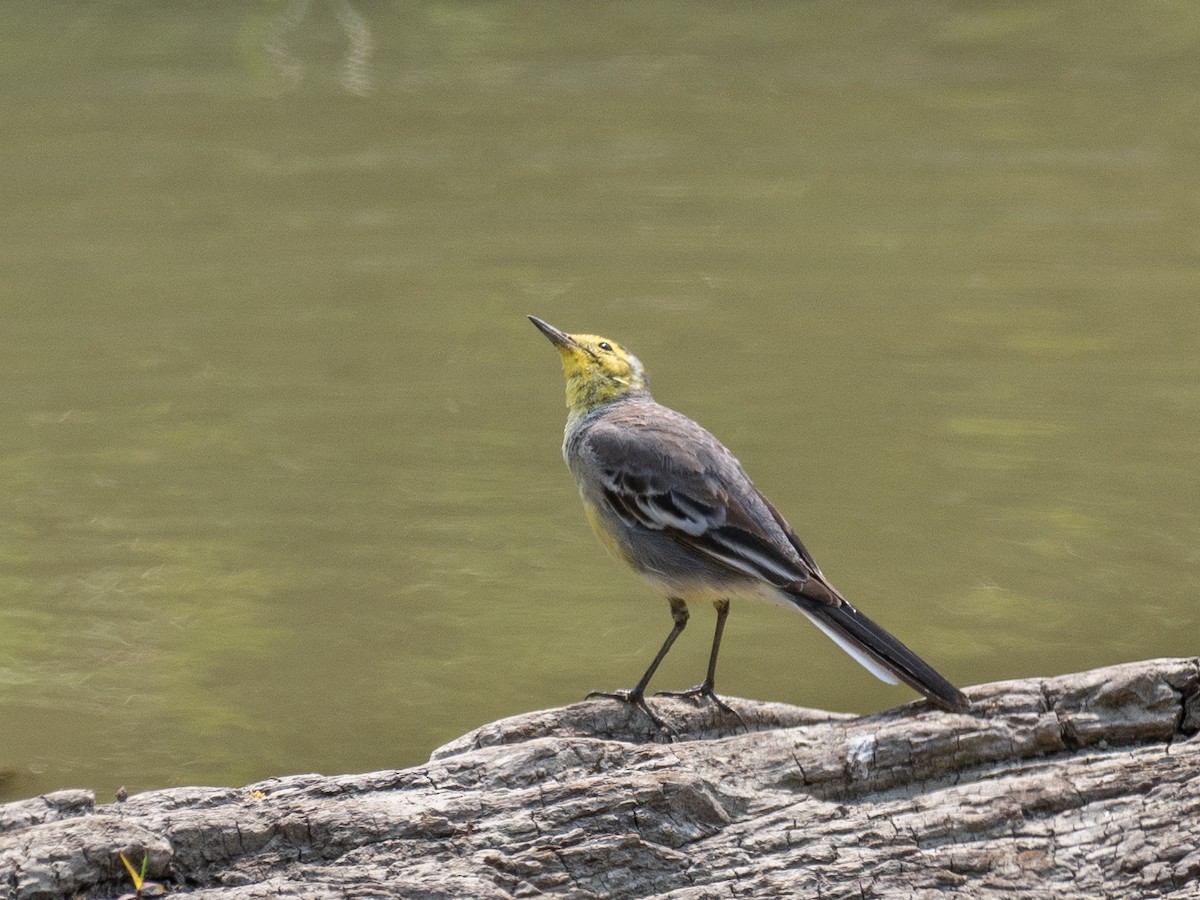 Citrine Wagtail - ML620652134