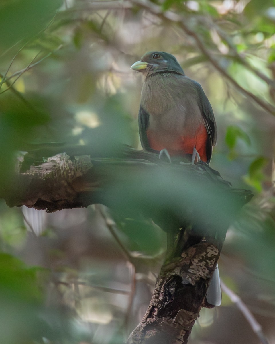 trogon africký - ML620652135