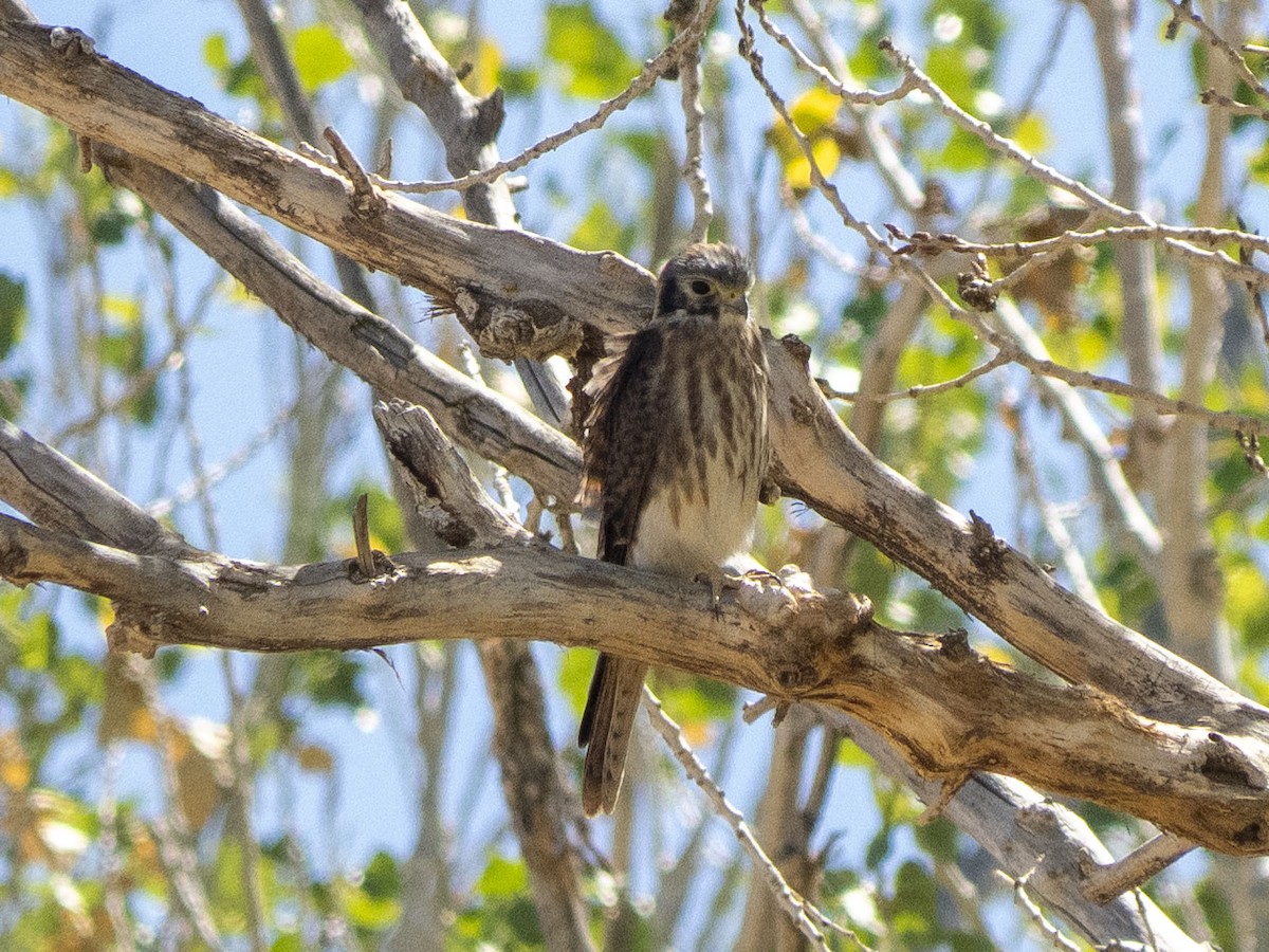 American Kestrel - ML620652136