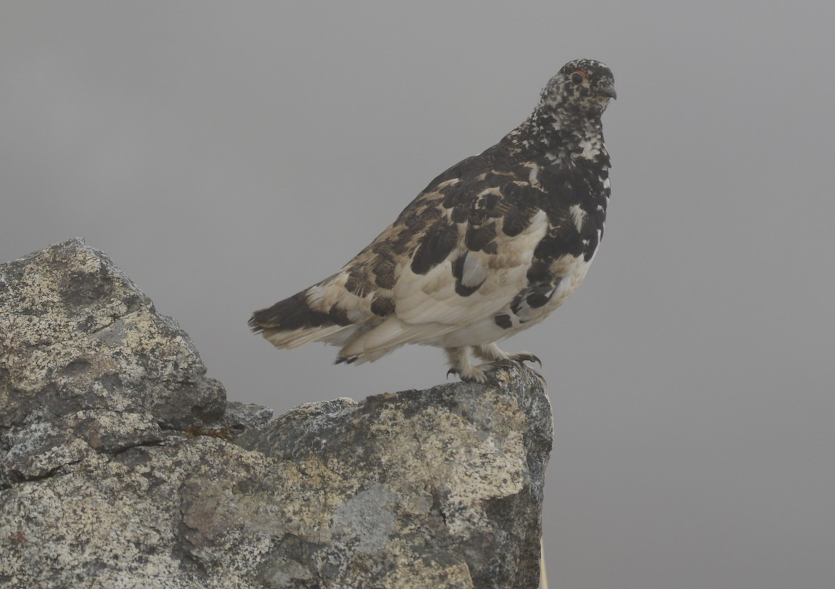 White-tailed Ptarmigan - ML620652137