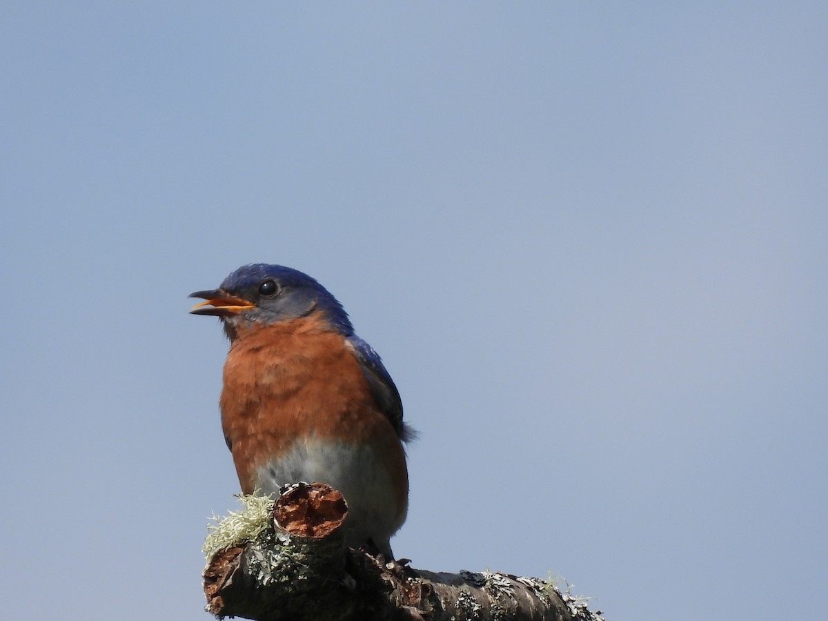 Eastern Bluebird - ML620652138