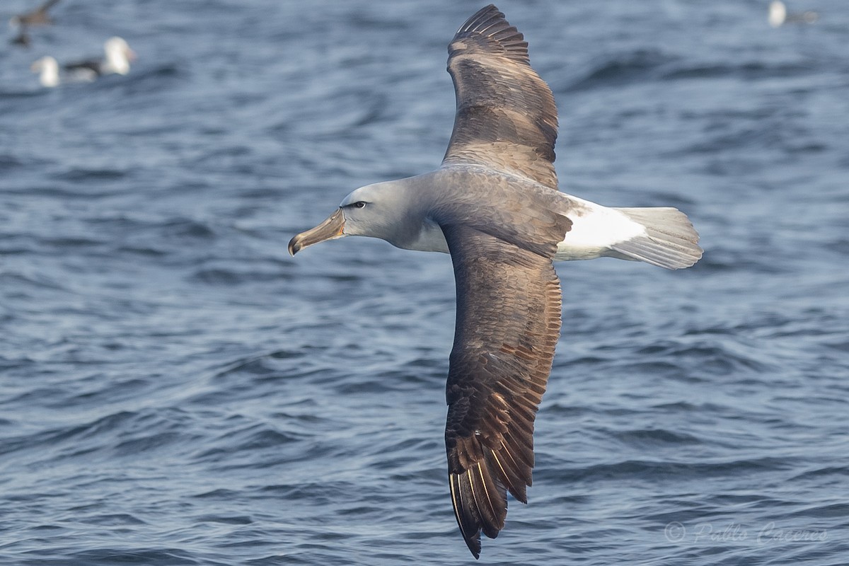 Salvin's Albatross - ML620652142