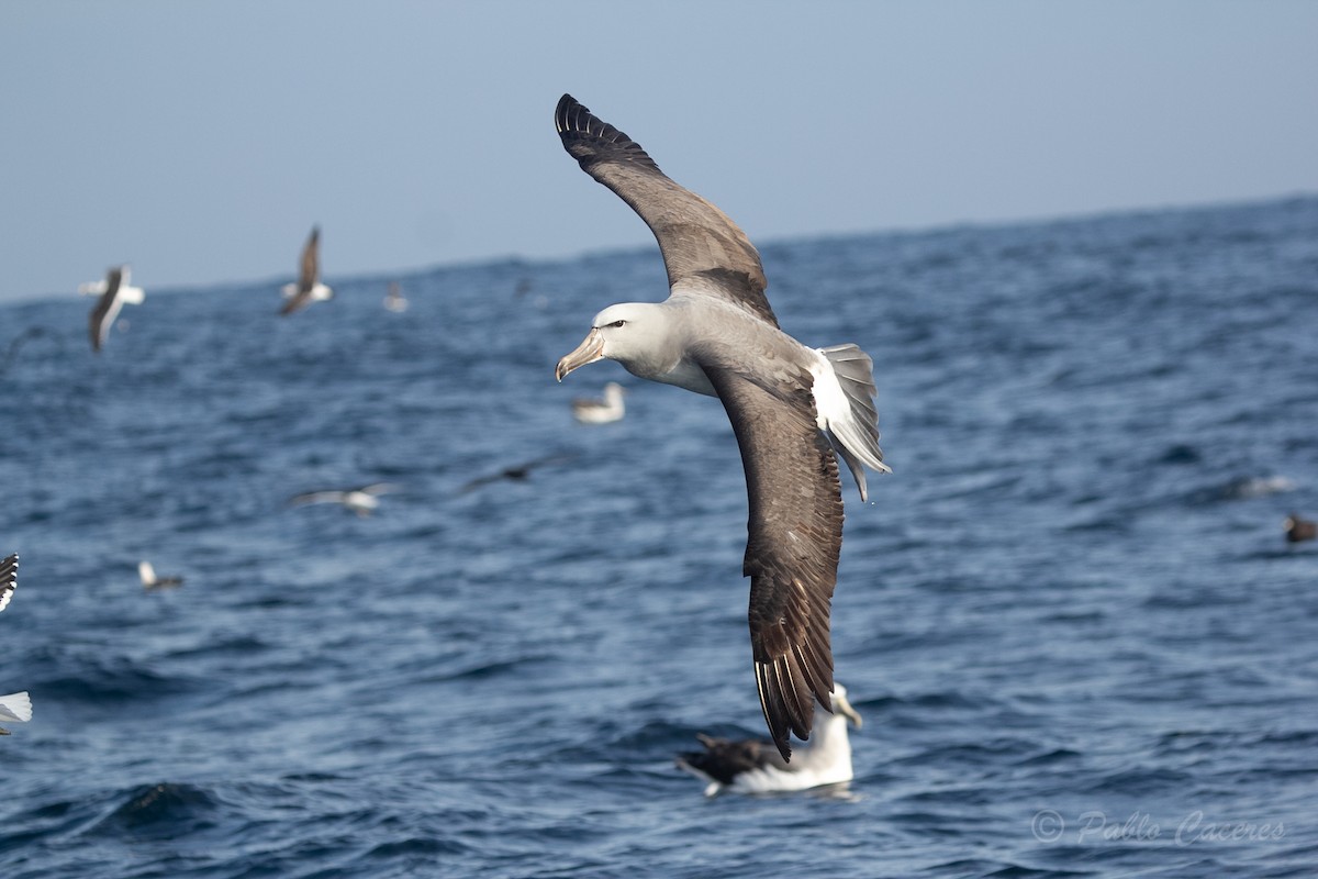 albatros snarský - ML620652143