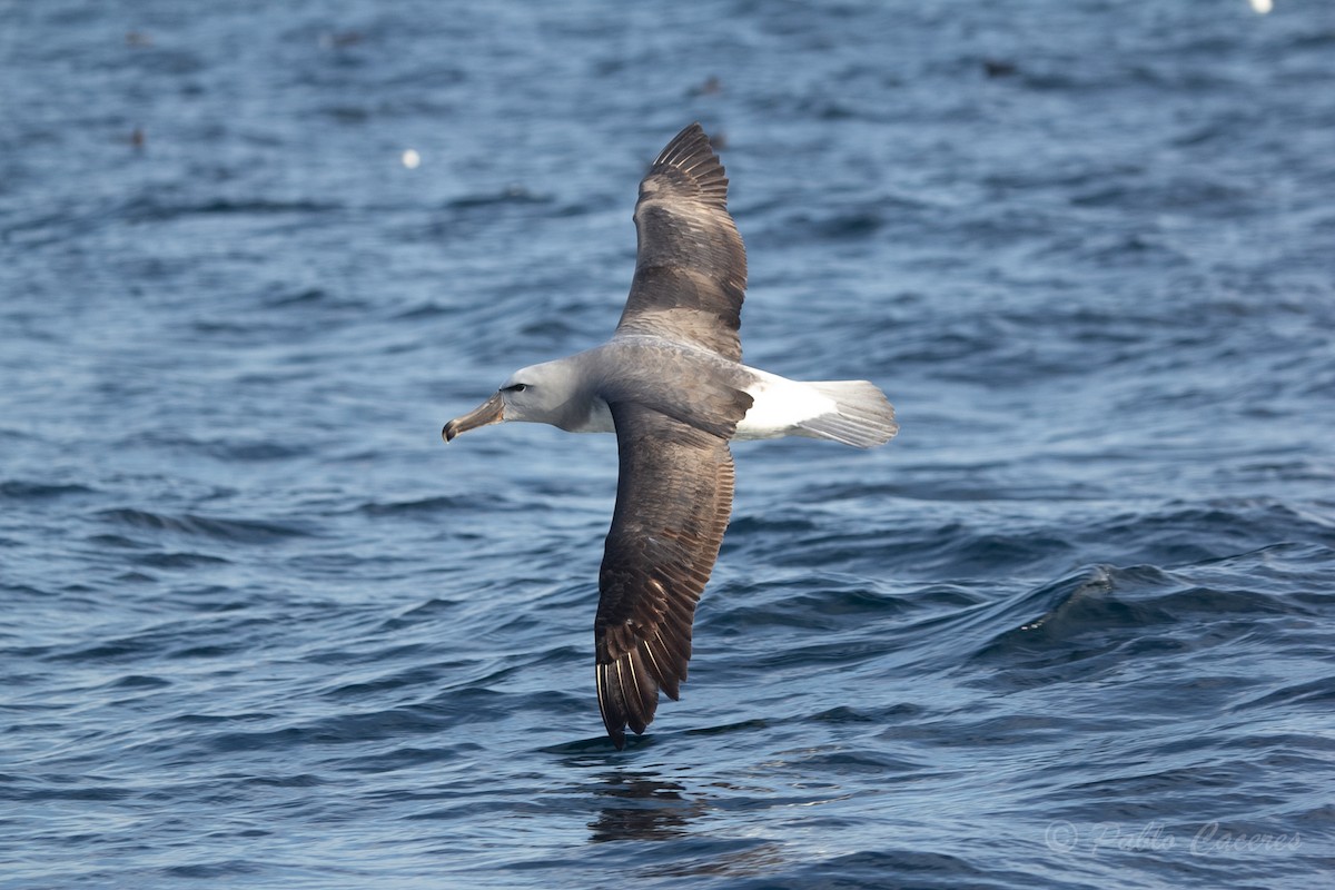 albatros snarský - ML620652144