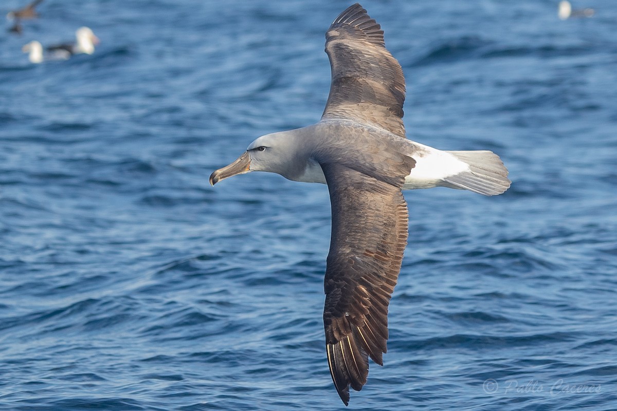 albatros snarský - ML620652145