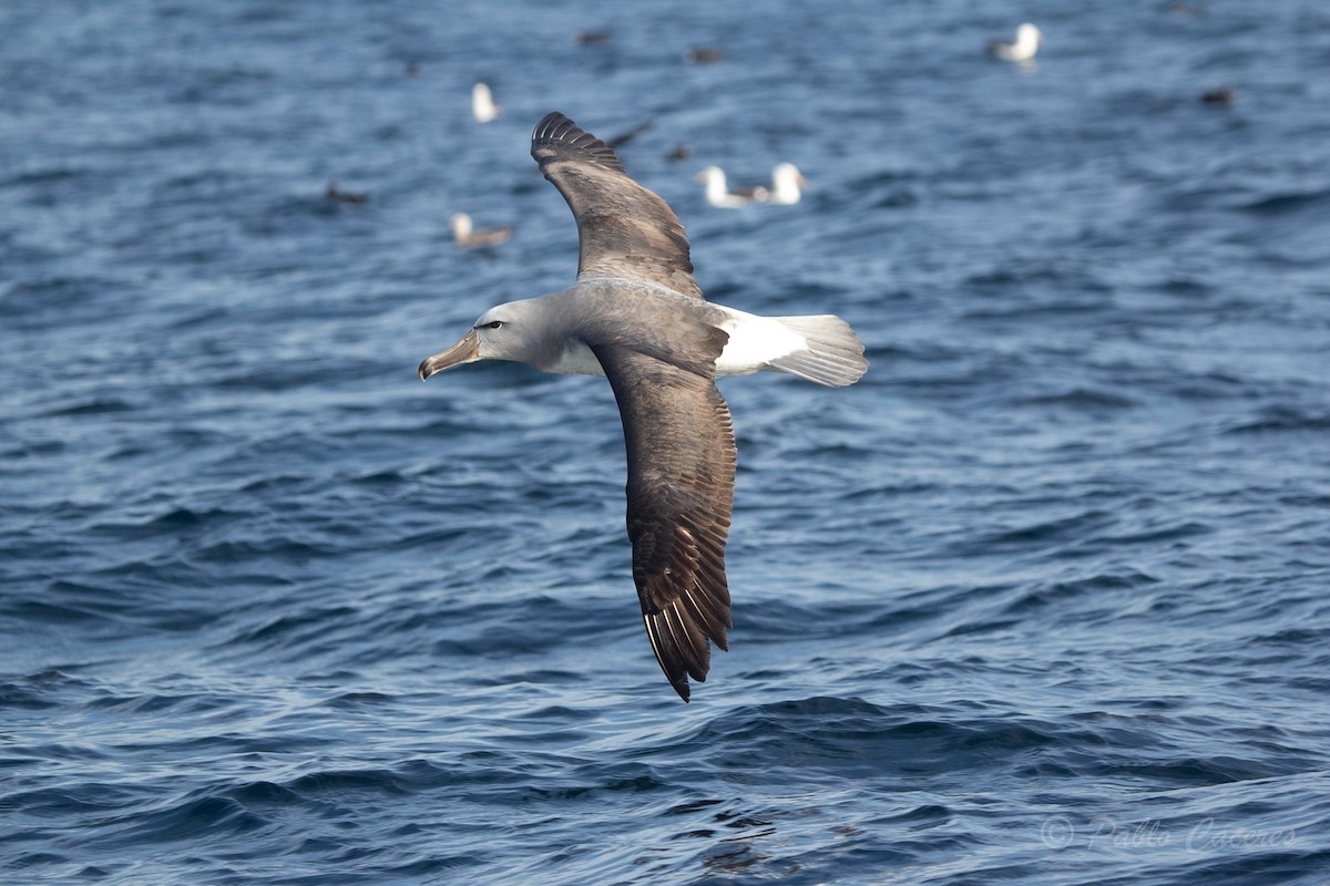 Salvin Albatrosu - ML620652146