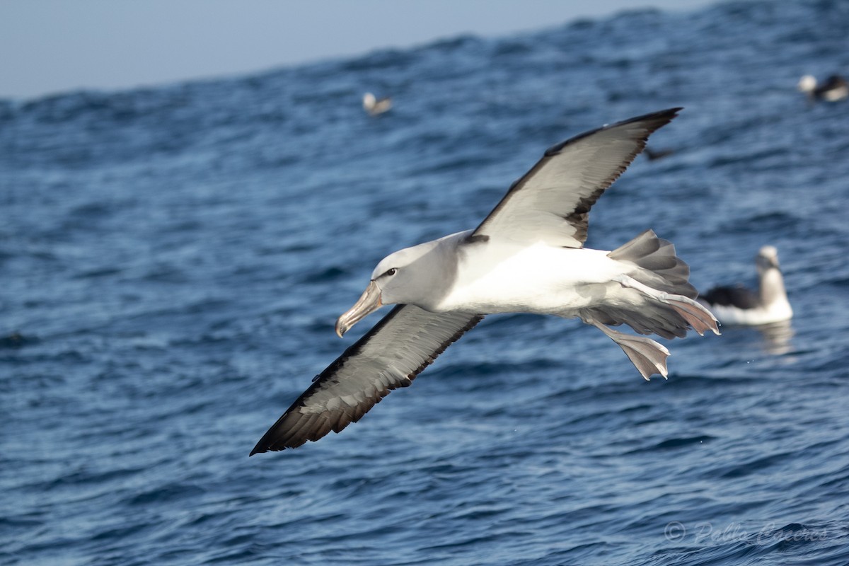 albatros snarský - ML620652149