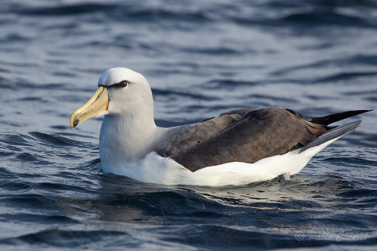 albatros snarský - ML620652151