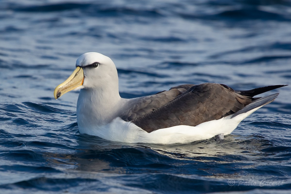 Albatros de Salvin - ML620652152