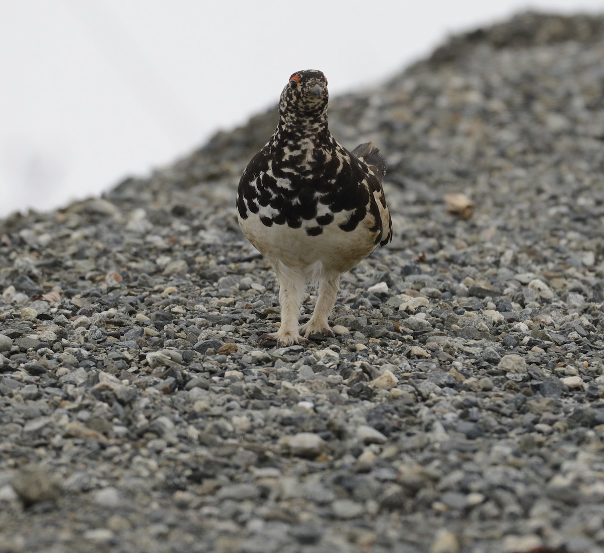 White-tailed Ptarmigan - ML620652155