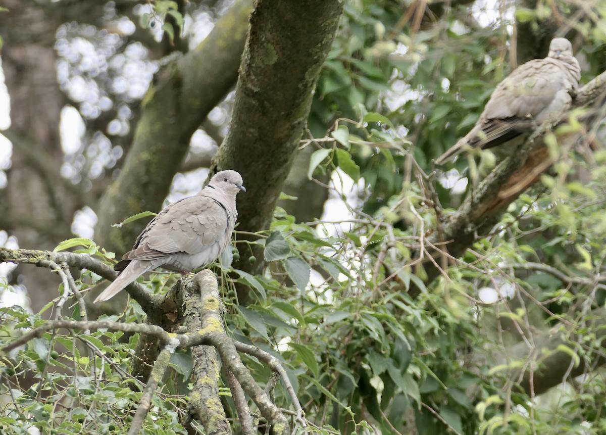 Eurasian Collared-Dove - ML620652158