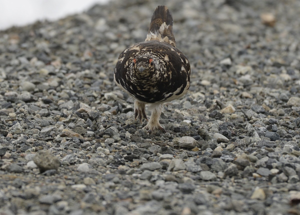 White-tailed Ptarmigan - ML620652161