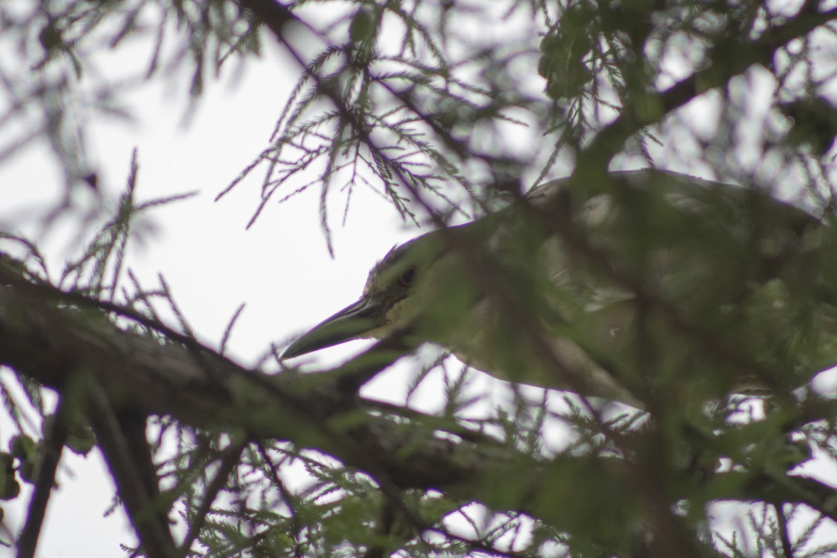 Black-crowned Night Heron - ML620652162