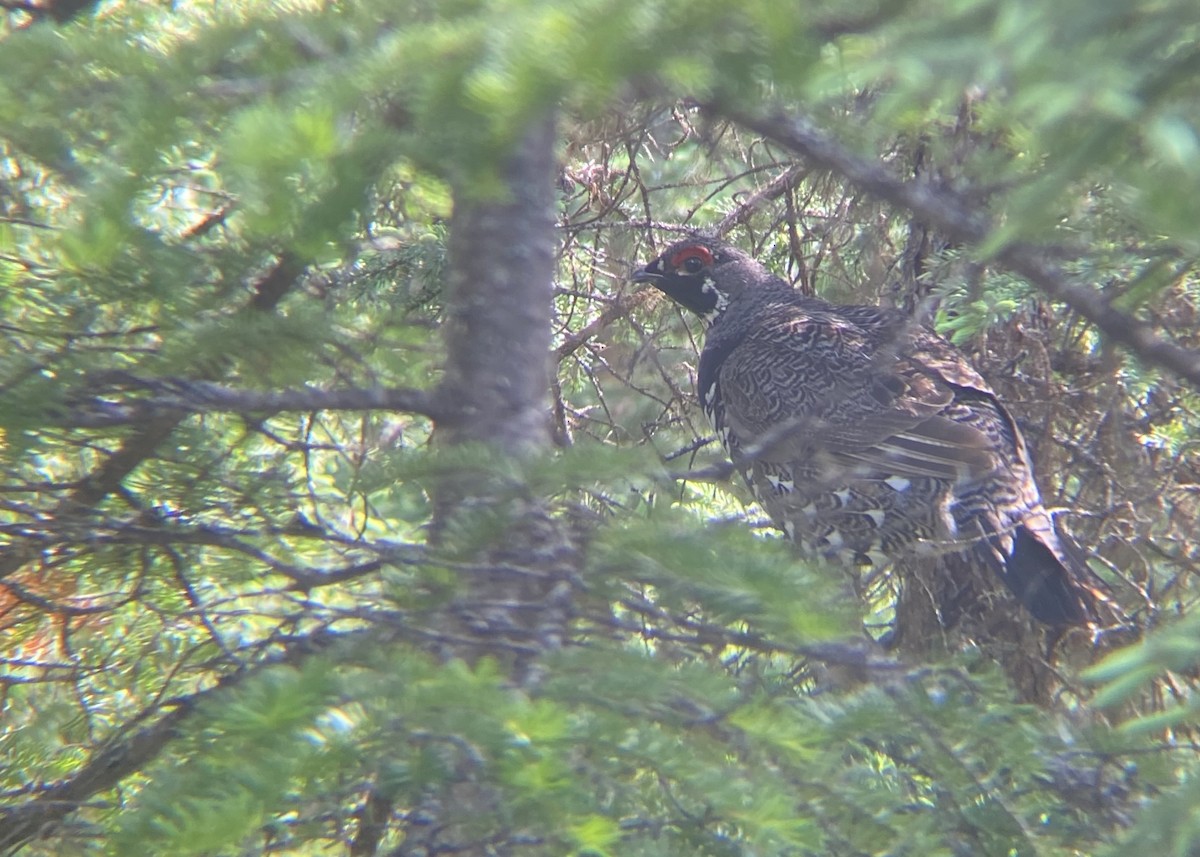 Spruce Grouse - ML620652164