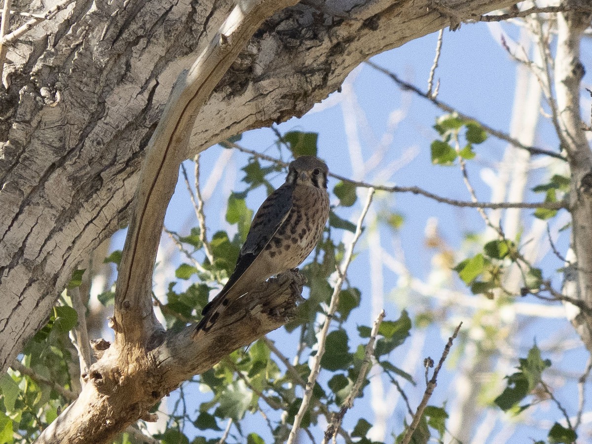 American Kestrel - Carol Collins