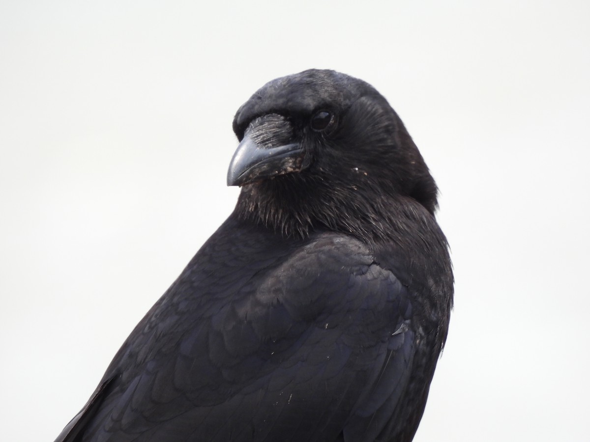 American Crow - ML620652169