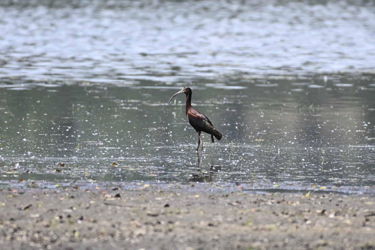 White-faced Ibis - ML620652170