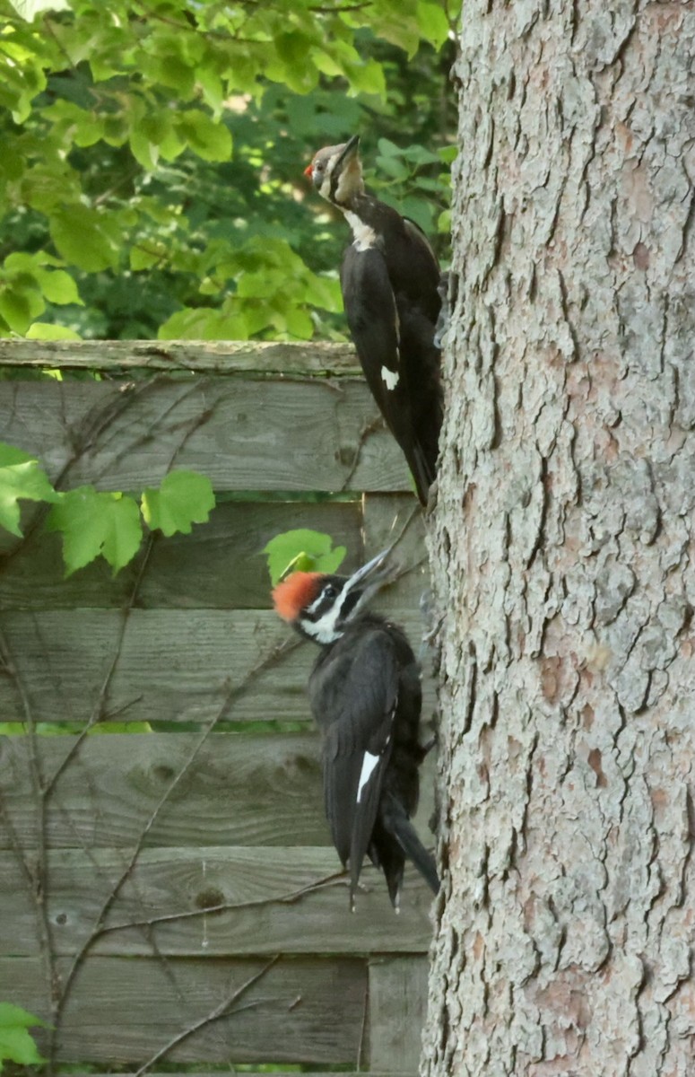 Pileated Woodpecker - ML620652171