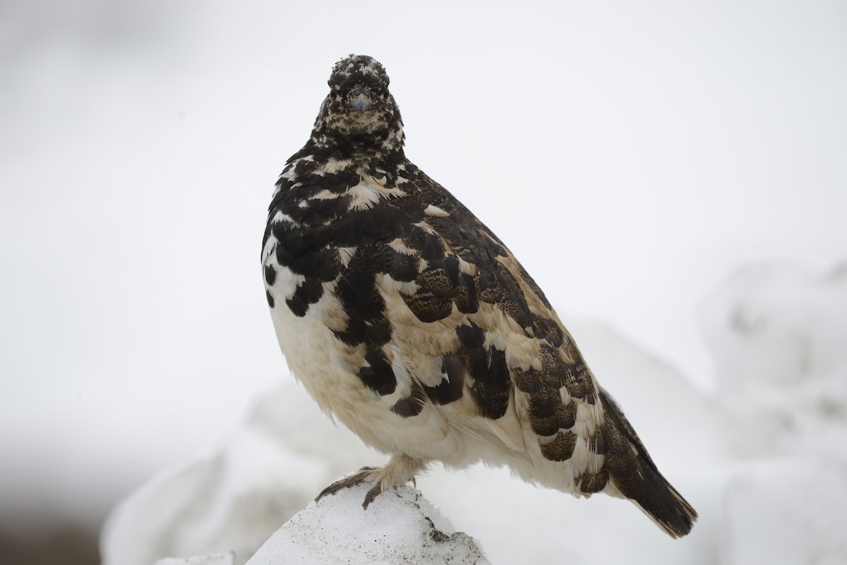 Weißschwanz-Schneehuhn - ML620652172