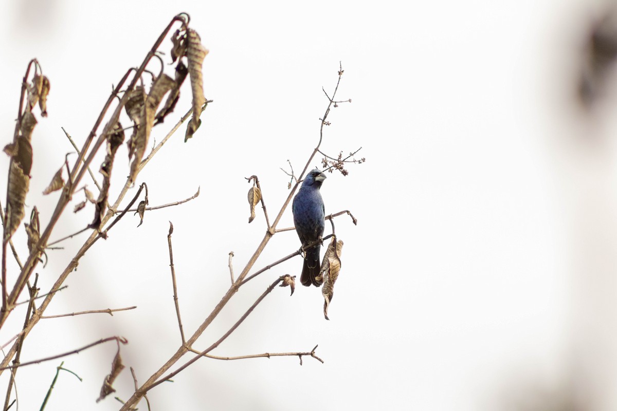 Blue Grosbeak - ML620652173