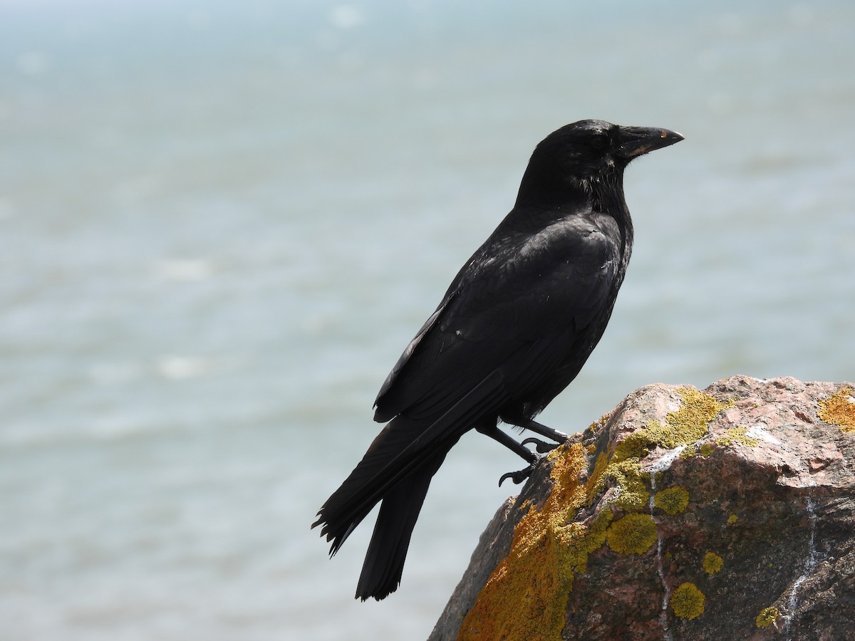 American Crow - ML620652174