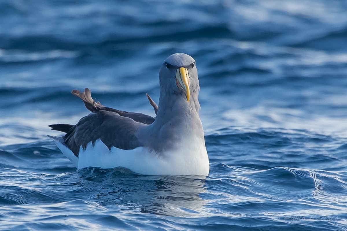 Albatros des Chatham - ML620652175