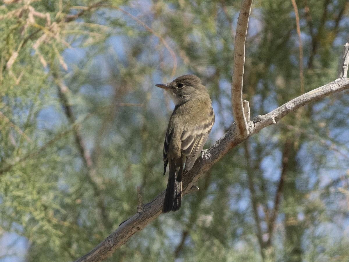 Willow Flycatcher - ML620652176