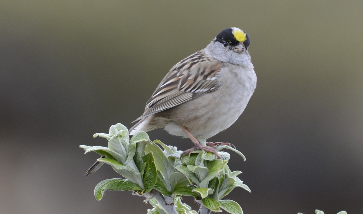 Golden-crowned Sparrow - ML620652177