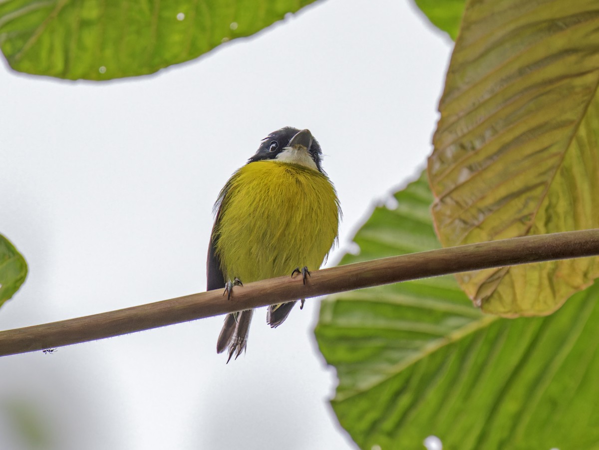 Black-headed Tody-Flycatcher - ML620652179