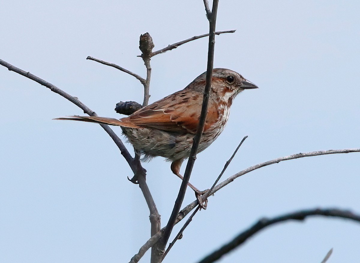 Song Sparrow - ML620652180